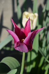 tulipe