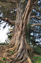 Obraz premium Magnifique tronc d'arbre dans la nature