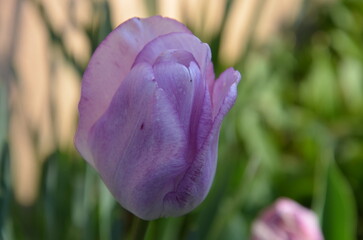 tulipe