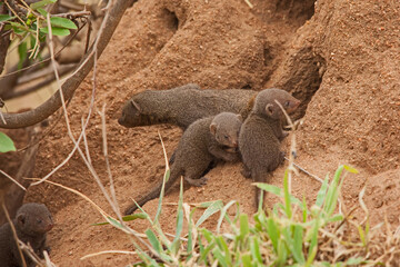 Dwarf Mongoose (Helogale parvula) 13800