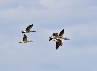 Graugänse (Anser anser) im Flug