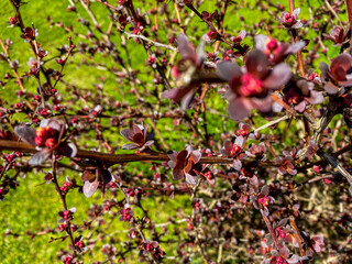 Obraz premium shrub with thorns