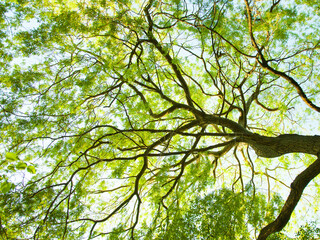 A tree top taken from the ground directly underneath