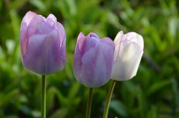 tulipes