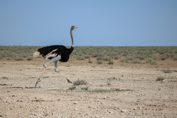 Male ostrich running in Etosha National Park, Namibia - obrazy, fototapety, plakaty