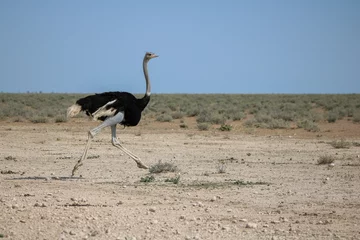 Keuken foto achterwand Male ostrich running in Etosha National Park, Namibia © Kim