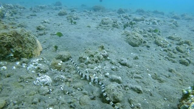 fast moving banded snake eel swimming over the ocean floor hunting prey
