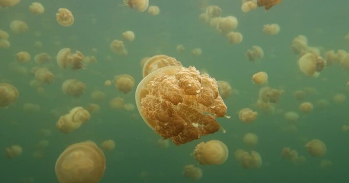 freediving in jelly fish lake_03