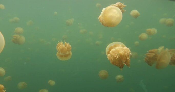 freediving in the jelly fish lake