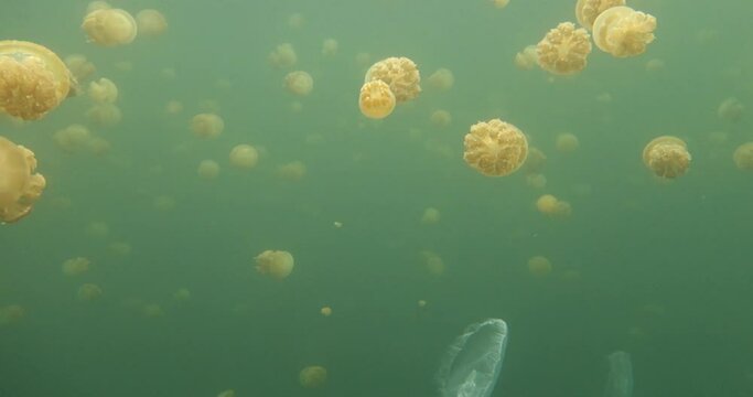 freediving in jelly fish lake_06