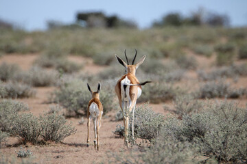 Naklejka premium Springbok and lamb, Etosha National Park, Namibia