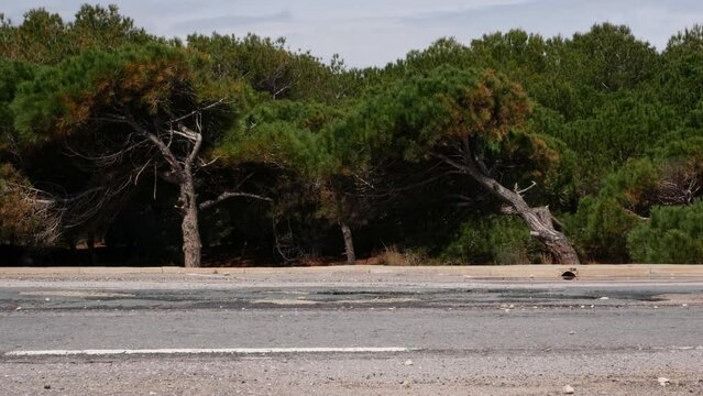 Two cars crossing in front of a pine forest on a cludy day