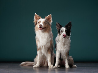 two dogs together. Happy Border Collie on a green background in studio. love pet