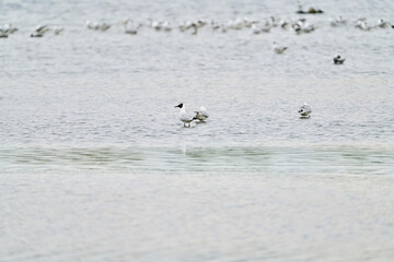 Naklejka premium Vögel in Form von Lachmöwen in einem großen See, Chroicocephalus ridibundus