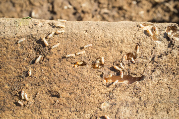Termites working over old wooden beam