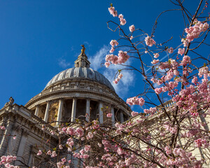 Blossom Tree and St. Pauls Cathedral in London, UK - 501599121