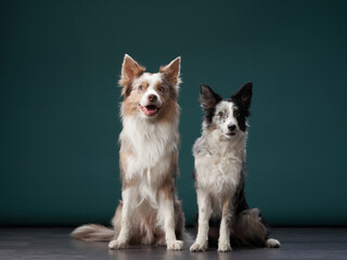 two dogs together. Happy Border Collie on a green background in studio. love pet