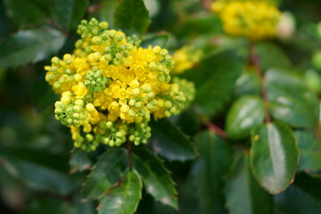 Spring yellow flowers in the park; Berberis aquifolium
