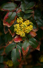 Spring yellow flowers in the park; Berberis aquifolium
