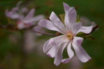 Beautiful mauve magnolia in park
