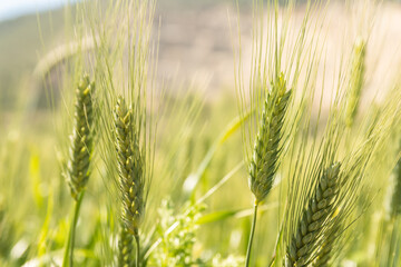Green cereal crop field. Wheat plant moving in the wind