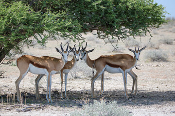 Naklejka na ściany i meble Springbok standing under the shade of a tree in Etosha National Park, Namibia
