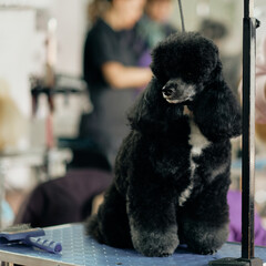 A black poodle is sitting on the table next to a self-cleaning slicker brush