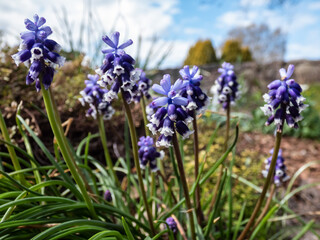 Close-up shot of Muscari vuralii. The flowers are narrow, bell-shaped and two-tone. The flower tube is sky blue, the lobes are pure white, bent back, they each have a dark stripe in the middle