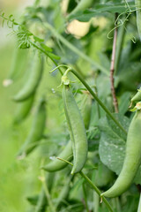closeup the bunch ripe green peas with pods and plant growing in the farm soft focus natural green brown background.