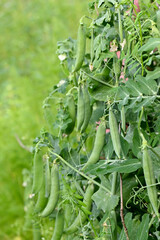 Fototapeta premium closeup the bunch ripe green peas with pods and plant growing in the farm over out of focus green brown background.