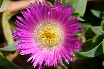 fleurs de griffe de sorcière