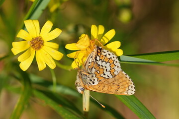 thomise mangeant un papillon