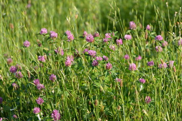 Champ de trèfles en fleur