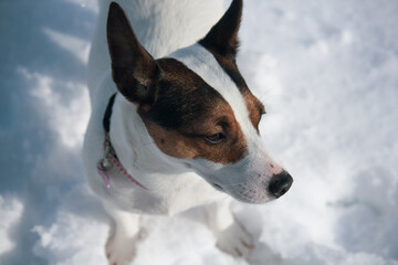 High angle view of a Jack Russell Terrier dog standing in snow