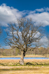Close up of a mature, leafless oak tree with erratic branches as an example of the natural habit of a pedunculate oak, Quercus robur, in its natural growth form