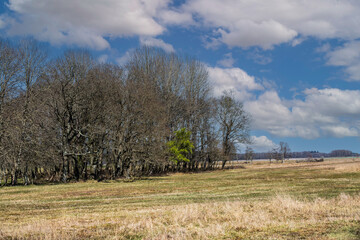 Natural Landscape Eexterveld, Drenthe. Difference in time of emergence of tree species. The green one is a Hawthorn, Crataegus, 