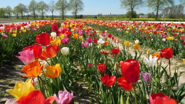 Flying over a field of tulips in springtime