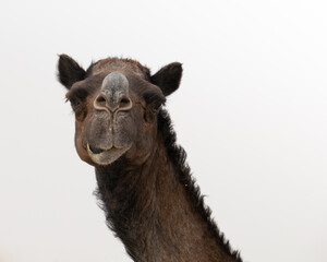 Fototapeta premium A brown camel in the middle of the Empty Quarter desert