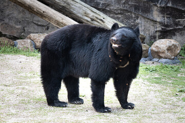 動物園のツキノワグマ｜black bear