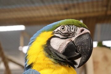 macro photo of macaw parrot bird