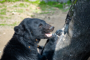 Naklejka premium 動物園のツキノワグマ｜black bear
