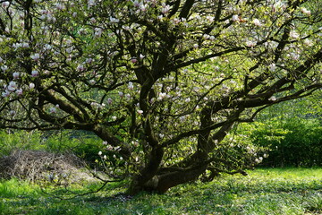 Fototapeta na wymiar old tree Magnolia