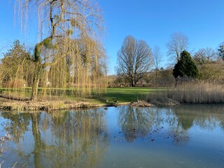 Beautiful Reflection of a weeping willow on a sunny day with a blue clear sky