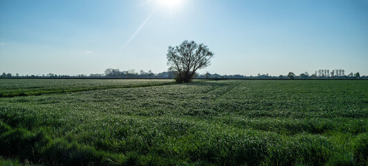 Field with green fresh grass and a tree, against a blue sky, on a sunny day. Beautiful rural landscape.