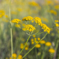 field of yellow flowers