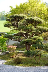 Japan Garden