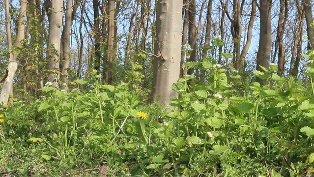 Wildkr&auml;uter im Wald sammeln Wegrand essbare Bl&uuml;ten und Bl&auml;tter