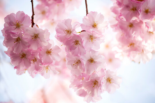 Delicate lush bloom of pink sakura flowers in the spring garden.
