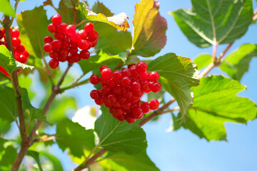 Ripe red viburnum berries with fresh green leaves growing on a bush on a clear blue sky background. View from below. Agriculture, gardening, planting, harvest season