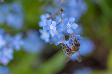 A bee gathering nectar from a blue flower